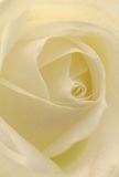 You are drawn inward to the tender spiral of a creamy white rose, a bloom that radiates peace and gentle sophistication-much like Covent Garden's own atmosphere in the quiet hours just before the market comes alive. Each petal softly curves, glazed with a matte, almost porcelain sheen that invites the imagination to linger, sensing silk and subtle fragrance. Hints of light dance among the folds, illuminating the flower's hypnotic depth and revealing the artistry that local Covent Garden florists bring to every bespoke creation. Whether this rose is chosen for an intimate gathering in a nearby Soho residence or sent as a token of comfort to someone along Maiden Lane, it embodies thoughtfulness and care. The nuanced layering of cream and delicate lemon hues, with nearly translucent edges, accentuates its resilience despite its fragile appearance. There's an unspoken promise in this rose-a message of hope, admiration, or remembrance that gently echoes through Covent Garden's timeless streets. Each detail, from the graceful spiral at its heart to the subtle, imagined aroma, speaks of a floral tradition as enduring and meaningful as the community it was crafted to serve.